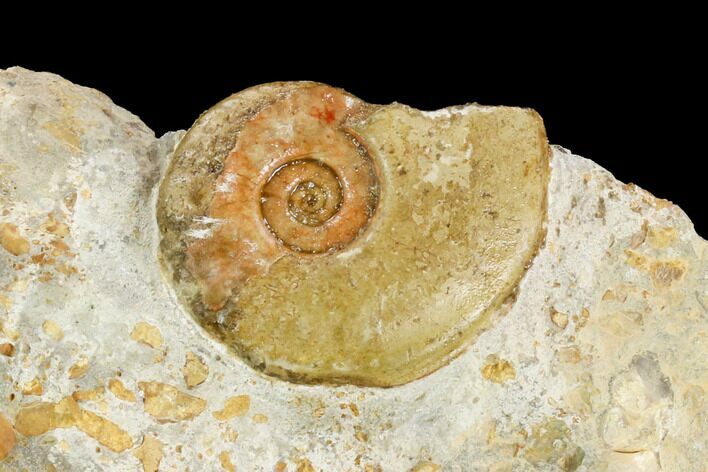 Ammonite Fossil - Boulemane, Morocco #122430
